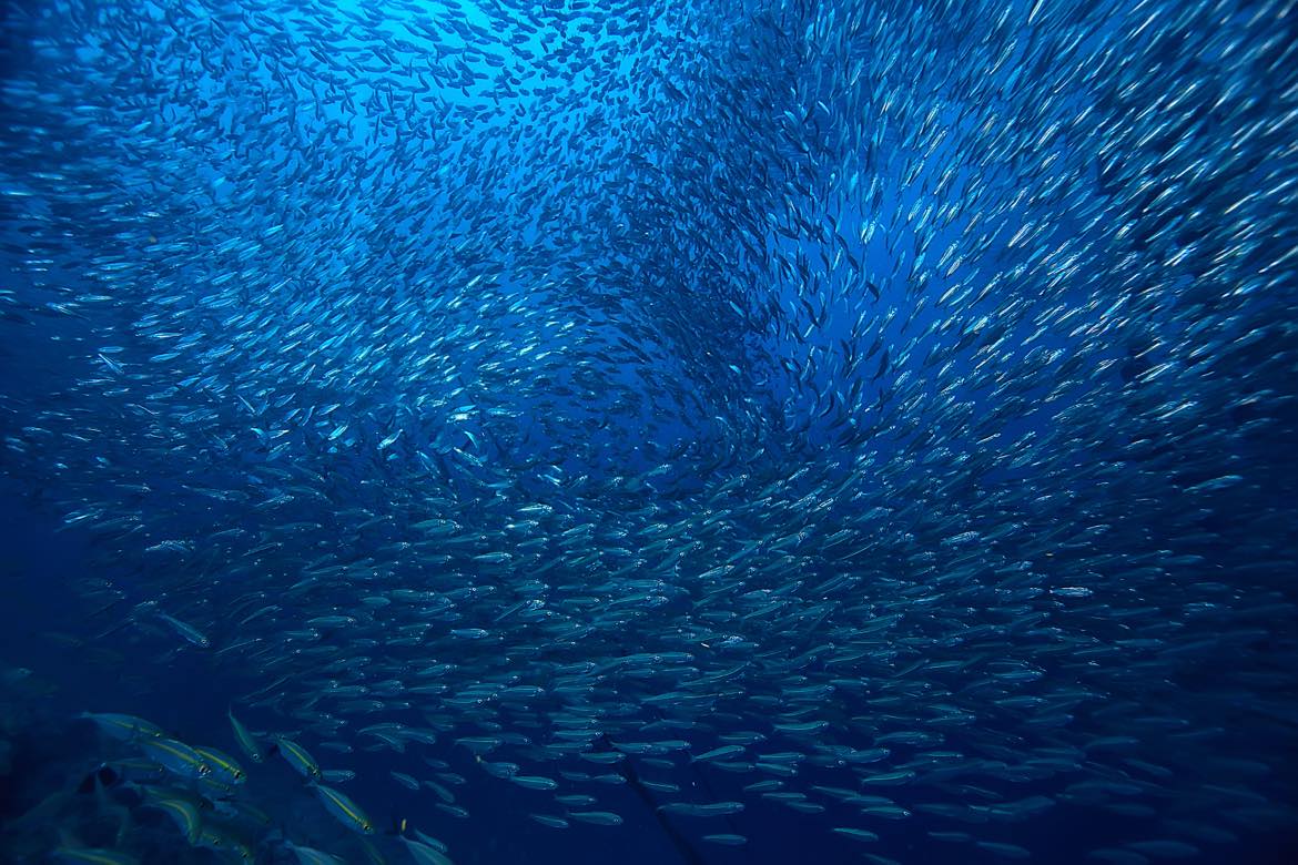 School of fish